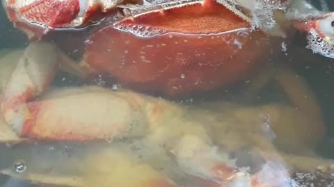 Cooking Crab