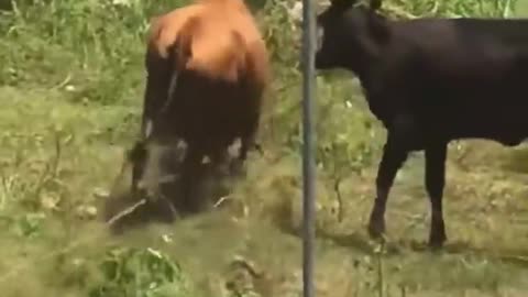 Cow attacked by pitbull dog