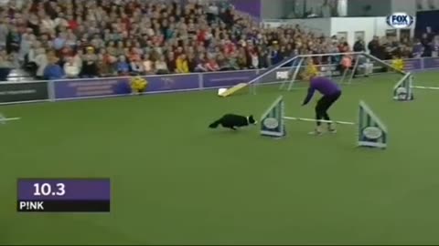 Border collie smashed the agility competion