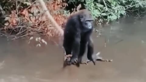 Man vs monkey