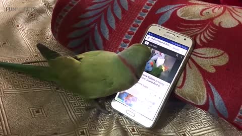 The Best Approach to Pet Parrot for Every Personality Type