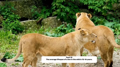 : 20 Fascinating Facts About Lions That You Might Not Know