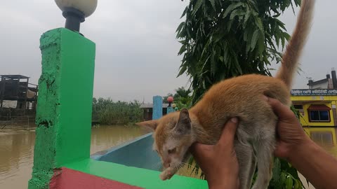 Helping a Cat During a Flood Stuck on a Fence