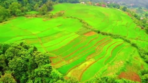 Phong cảnh yên bình của làng quê Việt Nam