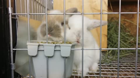 Baby bunnies enjoying a snack will melt your heart