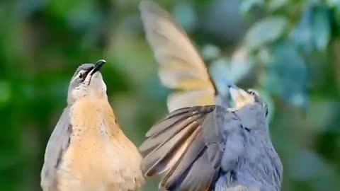 Couple Pigeon dance