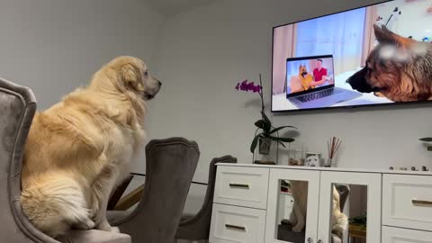 Confused Golden Retriever Recognized the German Shepherd Rocky on TV!