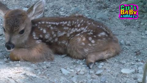 Cute Baby Deer Tell Mama Won't Stop to Playing