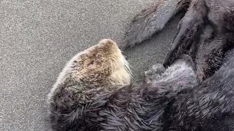 Napping Sea Otter Gets Startled