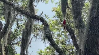 Cardinal