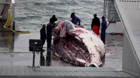 Iceland permits whaling amid animal welfare criticism