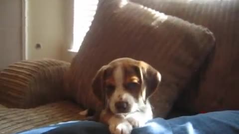 beagle puppy howl