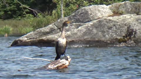 Cormorant