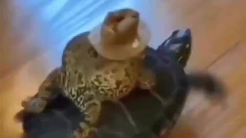 Frog Turtle Rodeo