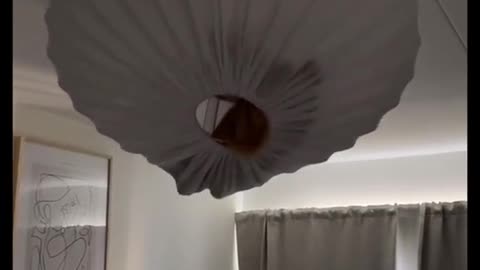 cat finds it's secret hideout