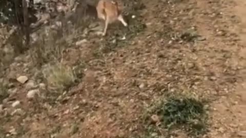 Wild Deer High and Long Jump #deer #highjump #longjump #running #wildlife #wildanimal #fastrunning