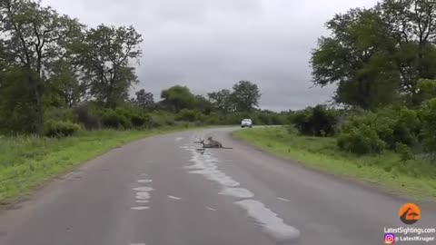 A young cheetah makes its first kill