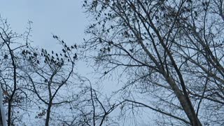 Invasion of the Cedar Waxwings