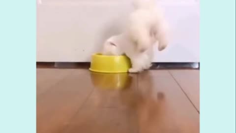 Funny puppy doing yoga while eating
