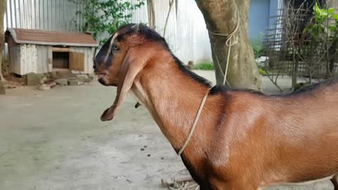 My Cute Red Goat Real Sound Loudly _ Goat Screaming Loudly At Our Home