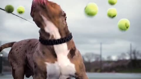 Dog lover video .how to train Dog.