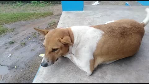 Poor dog taking rest