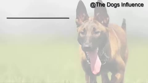 How to Train a German Shepherd Puppy - A Detailed Video on GS Training Tips