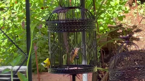 4June 22 - American Goldfinch in the Garden