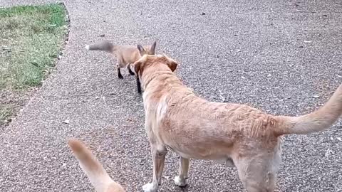 Rescued Fox Returns to Play With Dogs