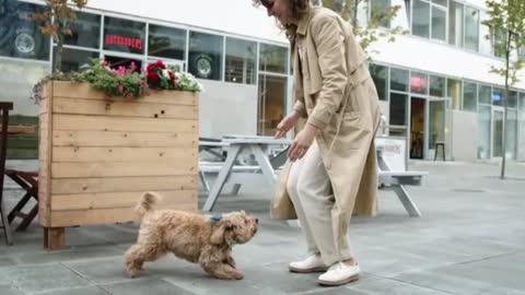 Dog Jamping Towards Her Master