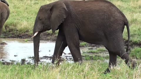 elephants are playing