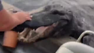 A Very Polite Alligator