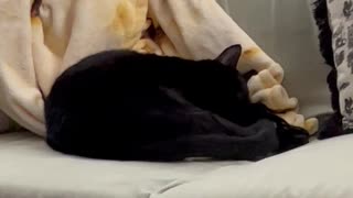 Adopted Cat Finds Comfortable, Secure Spot on Couch #shorts