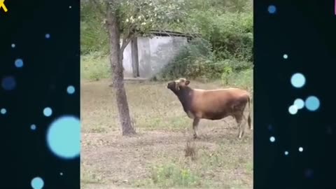 Animals. Cow. When you really want an apple