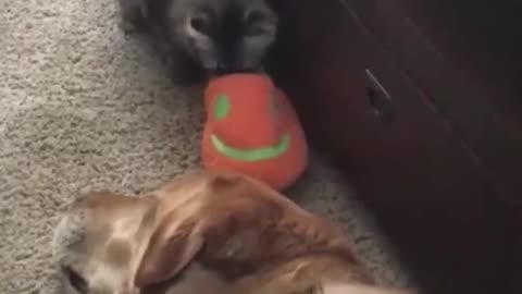 Funny cats & dogs