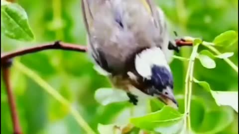 Birds world with nature fruits