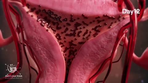 ovulation and menstrual cycle often called period|medical animationDandelionTeam #ovulation #period