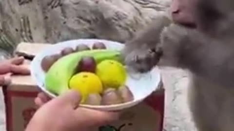 Funniest animals, best of cats and dogs!!! Viral clips, Vine Clips