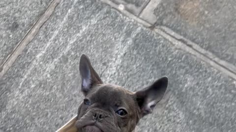 Frenchie Puppy Too Lazy to Walk