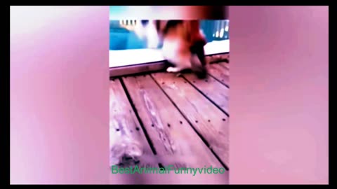#BestAnimalFunnyvideo cat 🥰 #cute #rumbleshorts #funny #cat #cats #comedy #share #india #funnyvideo