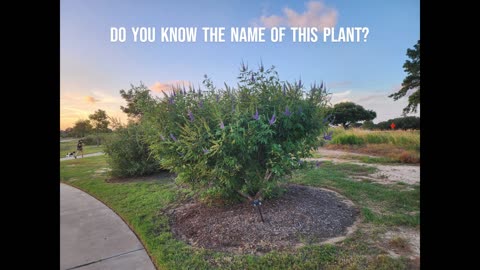 Texas Plant - Name This Plant