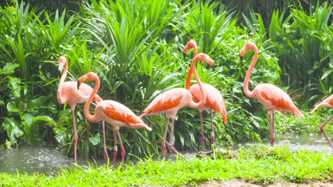 Flamingo Bird Birds Animals