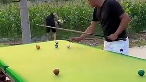 Funny playing billiards video