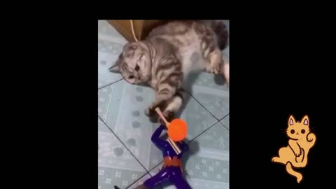 Funny Animal Videos , Funny Cat Videos