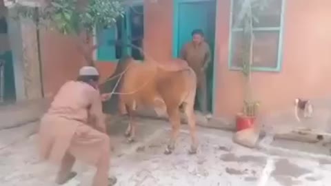 Donkey kicked