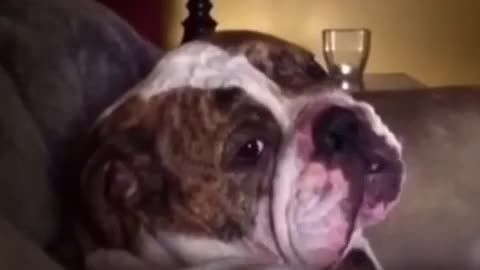 English Bulldog Proves He Is Master Of Temper Tantrums In This Video Compilation