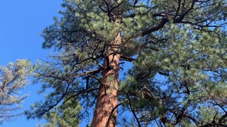 Giant Ponderosa Pine – Central Oregon