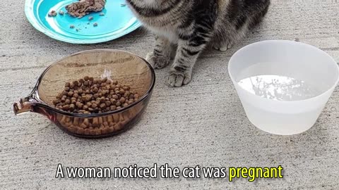 Stray Mother Cat's Desperate Plea: Revealing Her Precious Kittens to a Kind-Hearted Woman