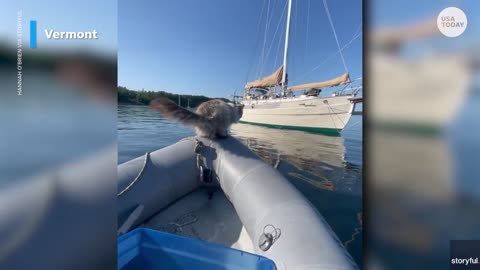 Fearless cat attempts to leap onto sailboat instantly regrets it / Usa toady