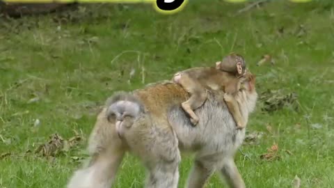 Monkey 🐒 video | Cartoon animals 😇 | #animals | #shorts